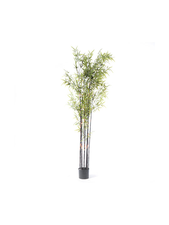 Μπαμπού Εξωτερικού Χώρου 240cm Supergreens