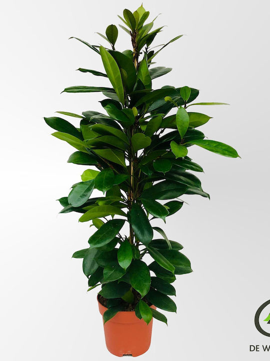 Ficus Cyathistipula Compacta