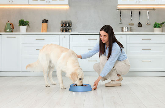 Imac Bowl Food Slow Feeder for Dog & Cat 15cm in Blue Color