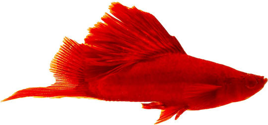 Xiphophorus Helleri Red