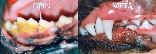 PlaqueOff Plaque Off Dental Bites Dental Dog Treats for Medium Breeds 150gr