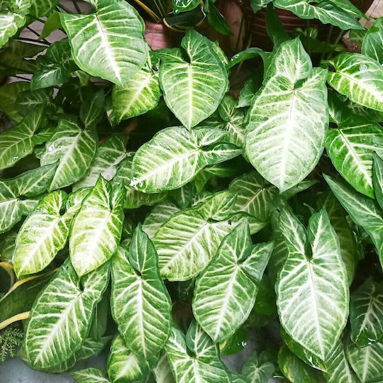 S.i Syngonium Podophyllum White Butterfly
