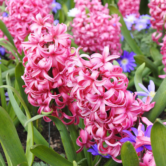 Gemma Zwiebeln Hyacinthus Rosa Autositz 2Stück