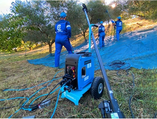Campagnola Olivenhain-Erntemaschinenzuführung