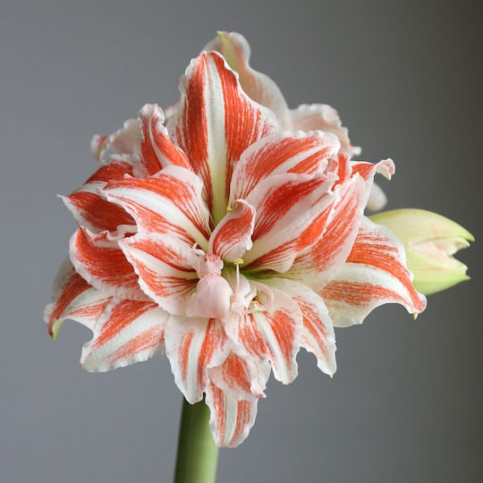 Dianthos Bulb Amaryllisς Dancing Queen White