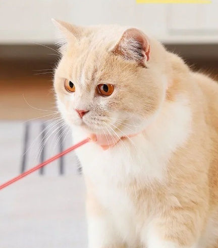Pink Cat Collar