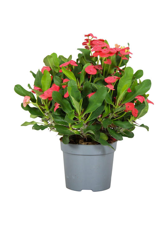 "αγκάθι Του Χριστού" Euphorbia Milii Red "αγκάθι Του Χριστού" Euphorbia Milii Red