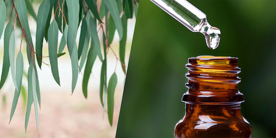 Φυσικό Αιθέριο Έλαιο Ευκάλυπτου Natural Essential Oil Eucalyptus 10ml
