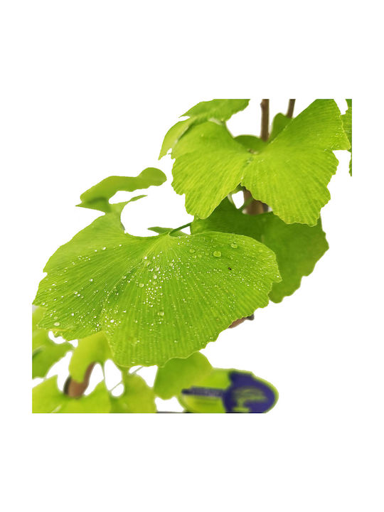 Бонсай Gingko Biloba