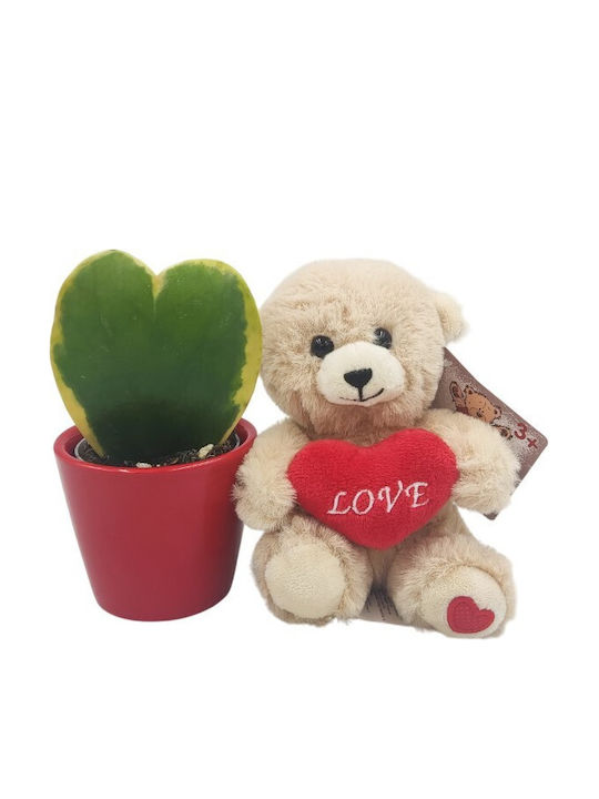 Succulent Heart Shape Hoya Kerrii Bear