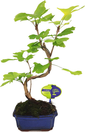 Μπονσάι Gingko Biloba