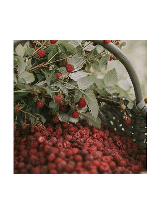 Κερί Raspberry Black Vanilla Cereria Molla 1899 Boutique 5533