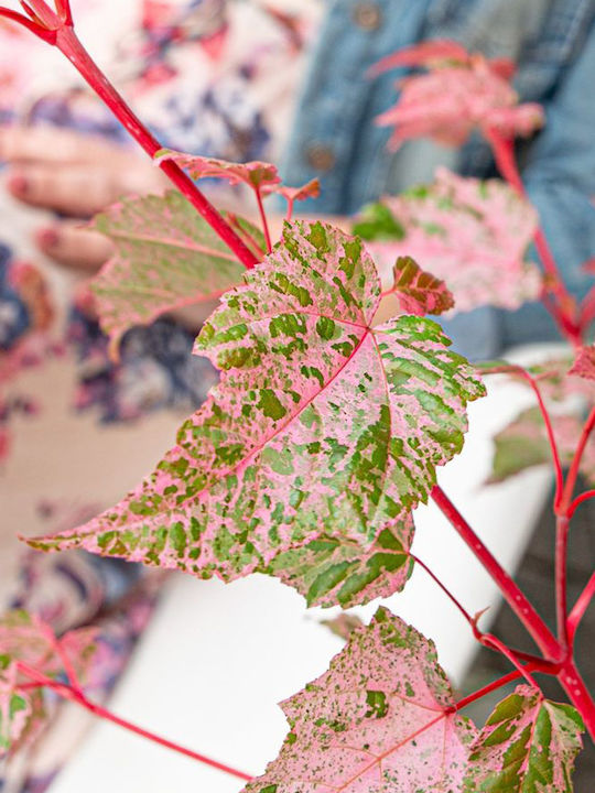 Acer Conspicuum "red Flamingo"