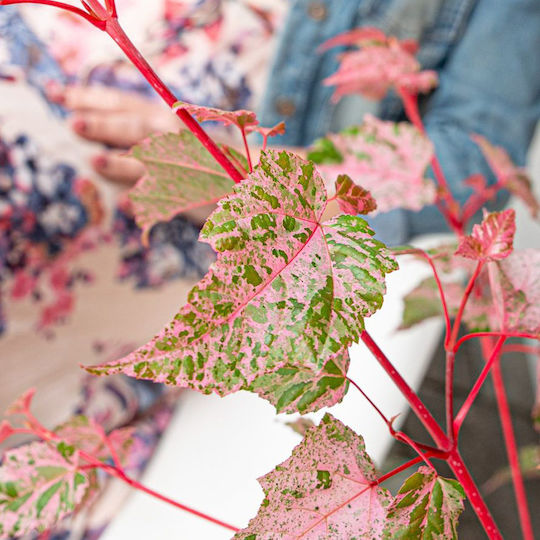 Acer Conspicuum Red Flamingo