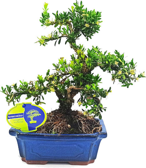 Bonsai Buxus Harlandii Pflanze