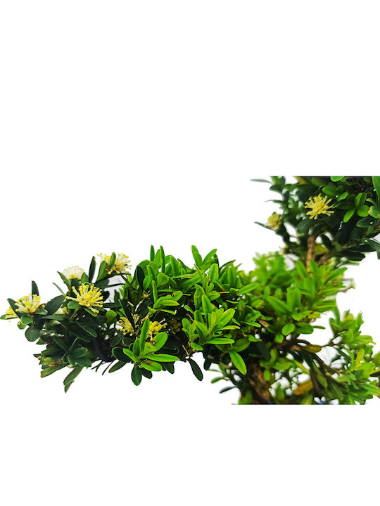 Μπονσάι Δεντράκι Buxus Harlandii