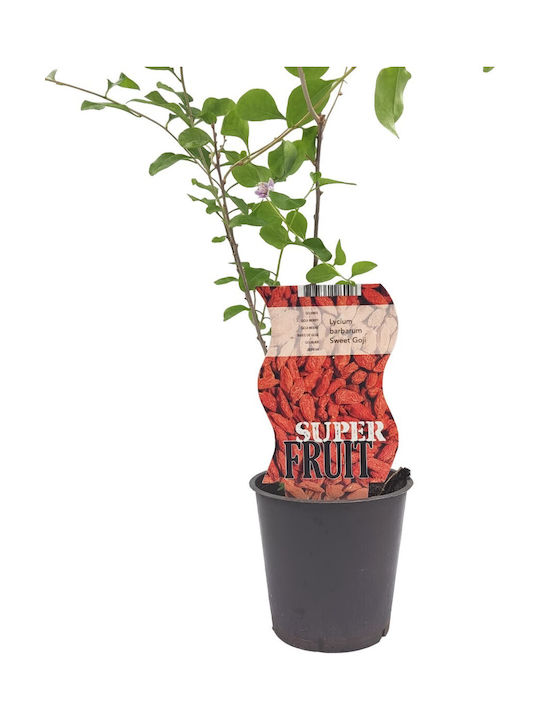 Goji Berry Pflanze Topf