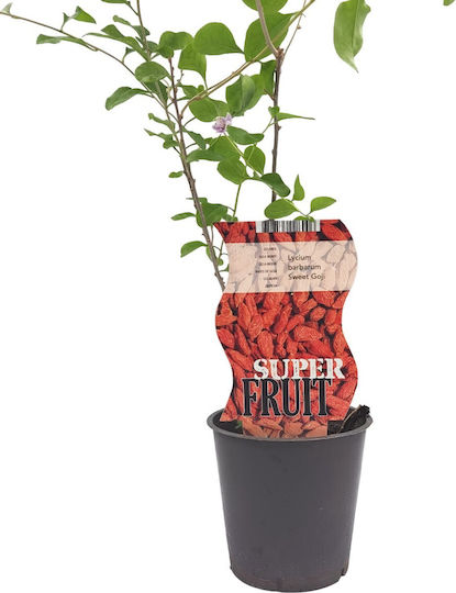 Goji Berry Φυτό Γλάστρα