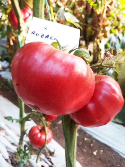 Σπόροι Τομάτας 1.5kg