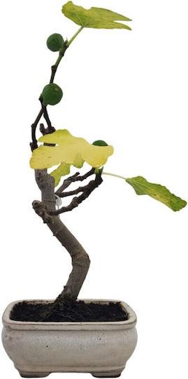 Bonsai Fig "Ficus Carica"