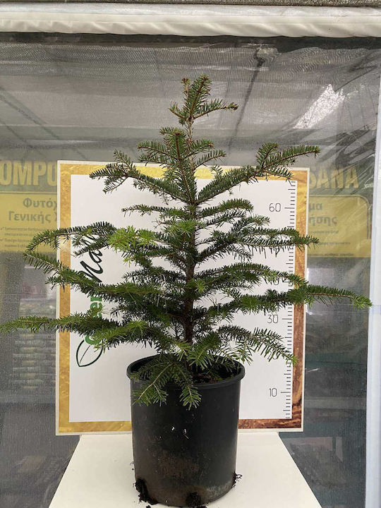 Έλατο Abies Nordmanniana"