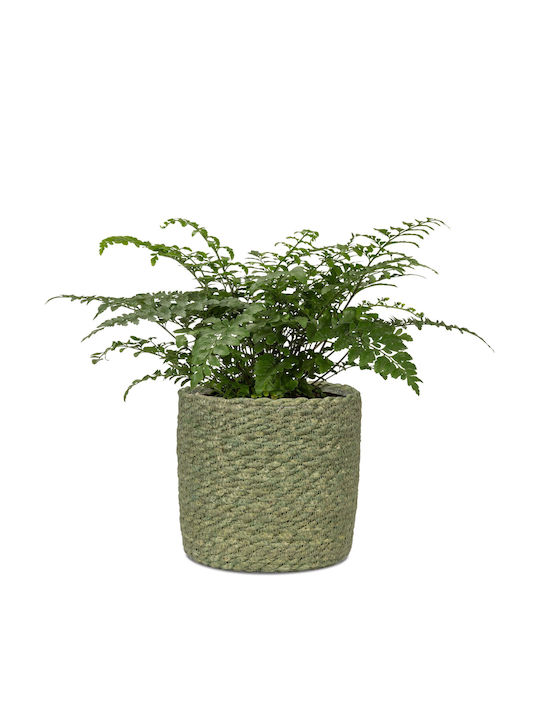 Scheurich Ghiveci Din paie Verde