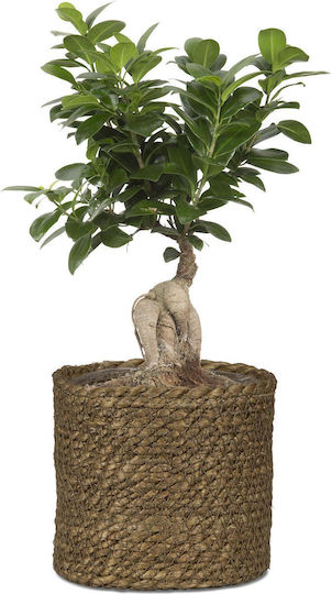 Scheurich Planter Wicker Brown