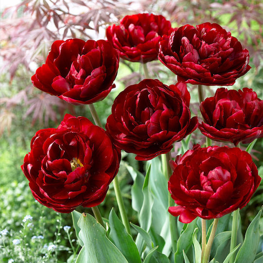 Tulpenzwiebeln Doppel 5 Farben