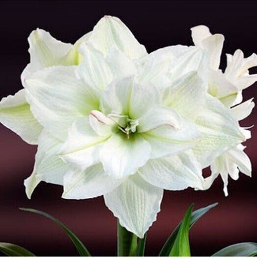 Dianthos Bulb Amaryllisς Peacock White