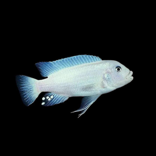 Maylandia Zebra Snow White 3-4 Cm