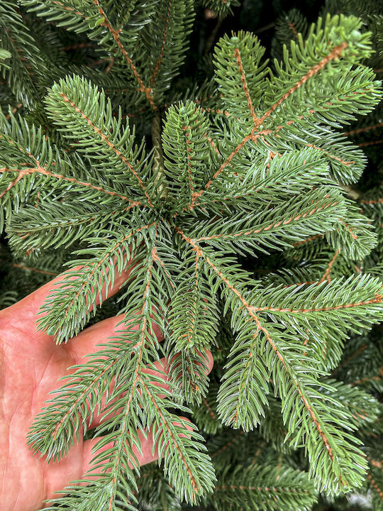 Christmas Tree Viena 250cm with 1240 Branches
