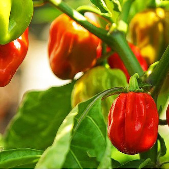 Κόκκινη Χαμπανέρο Habanero Καυτερή Πιπεριά 20 Σπόροι
