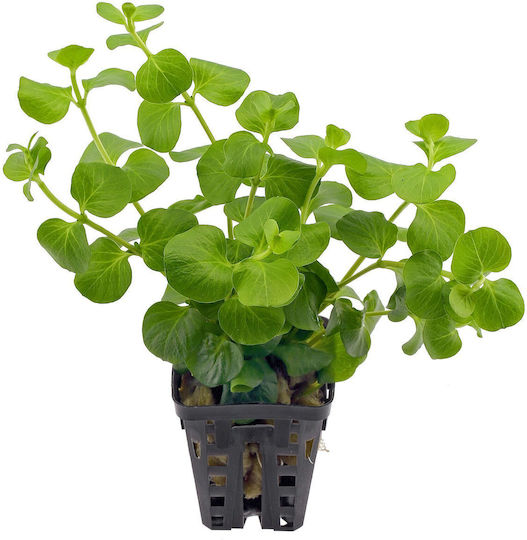 Stoffels Live Aquarium Plant