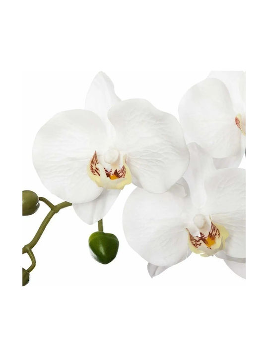 Createur D'interieur Orchid in Pot 50cm Atmosphera