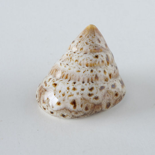 Οστρακο 4/ass Πορσελανη Alyssa 7x6x4cm Μπεζ Καφε