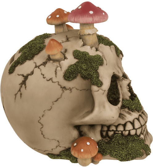 Sparbüchse Totenkopf Pilze