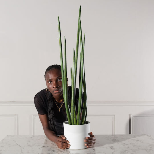 Yucca В Саксия 22см Supergreens
