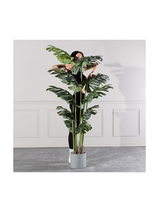 Μονστέρα Εξωτερικού Χώρου 210cm Supergreens
