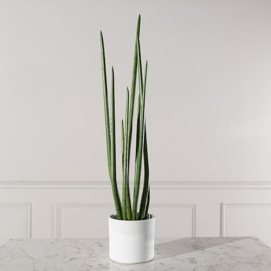 Yucca В Саксия 22см Supergreens