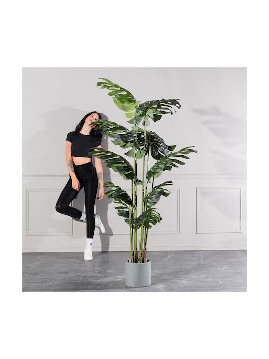 Μονστέρα Εξωτερικού Χώρου 210cm Supergreens