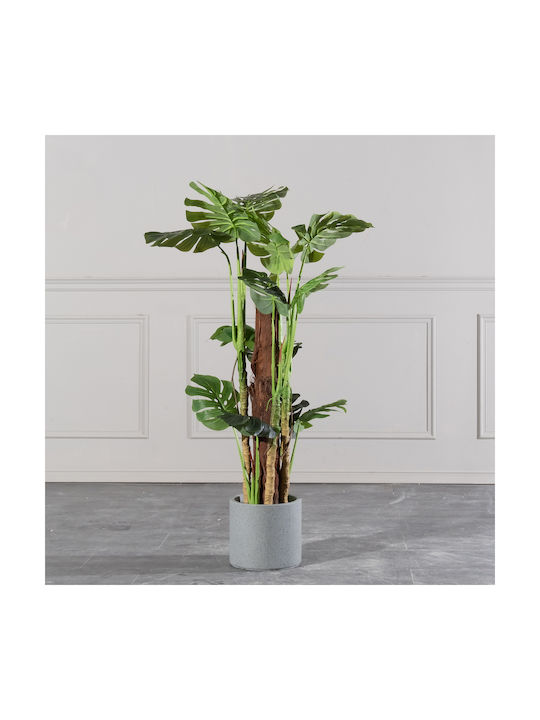 Μονστέρα Εξωτερικού Χώρου 130cm Supergreens