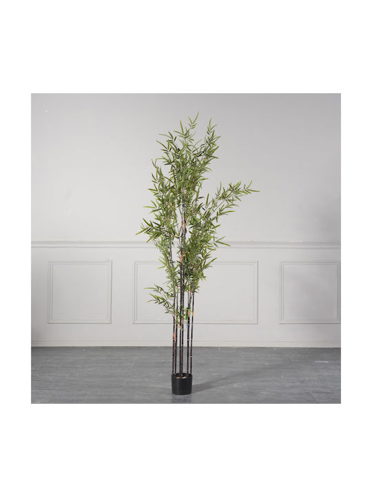 Μπαμπού Εξωτερικού Χώρου 180cm Supergreens