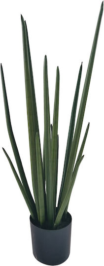 Yucca В Саксия 14см Supergreens