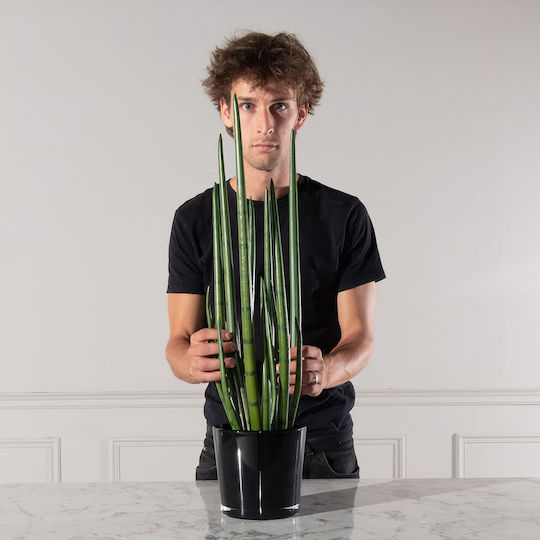 Yucca В Саксия 14см Supergreens