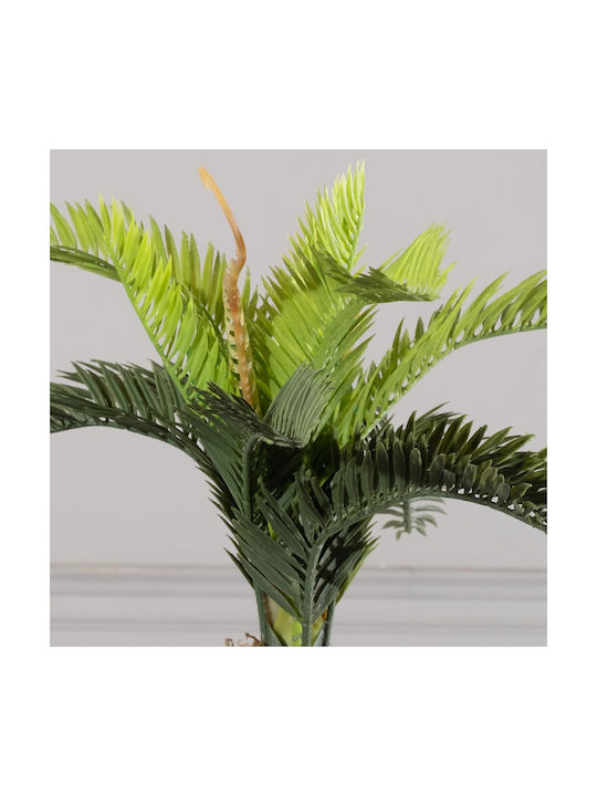 Φοίνικας σε Γλαστράκι 25cm Supergreens