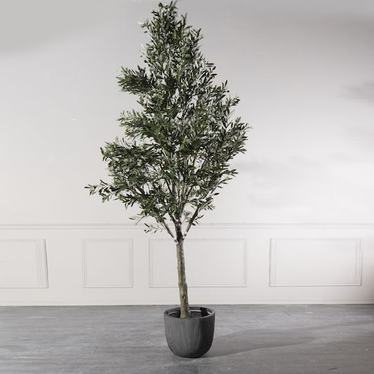 Olive Baum im Freien Supergreens Olive Baum im Freien Supergreens