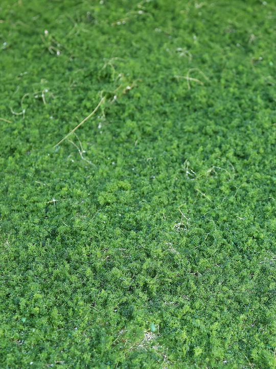 Supergreens Artificial Foliage Panel Moss Green 1x1m