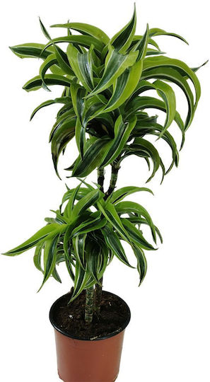 Dracaena Fragrans Lemon Surprise 60-90cm
