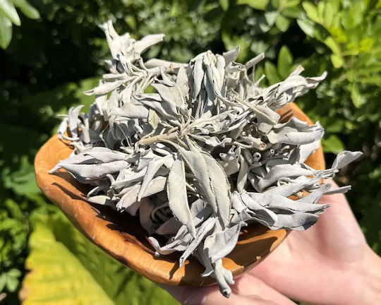 Purification White Sage Smudge Leaves White Sage Leaves 30g