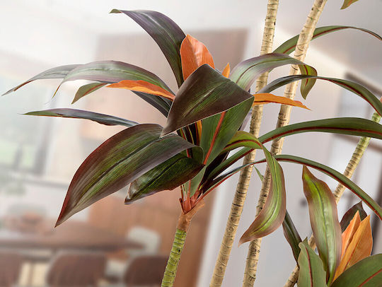 Dracena Roja 281348 Artificial Plant H220 – Τεχνητό Φυτό Red Dracaena